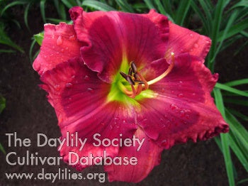 Hotlanta (AHS Daylily Database)