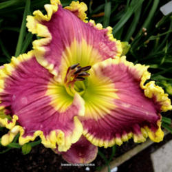 Daylily (Hemerocallis 'Sonya Starchak')