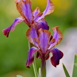 Arilbred Iris (Iris 'Stolon Ginger')