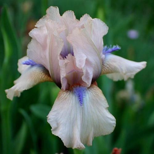 Intermediate Bearded Iris (Iris 'Concertina')