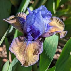 Standard Dwarf Bearded Iris (Iris 'Blueberry Tart')
