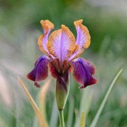 Arilbred Iris (Iris 'Stolon Ginger')