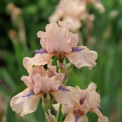Intermediate Bearded Iris (Iris 'Concertina')