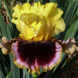 Tall Bearded Iris (Iris 'Greatest Showman')