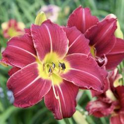 Daylily (Hemerocallis 'Red Velvet Cupcake')