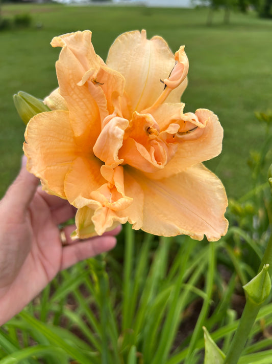 Double Peach Basket