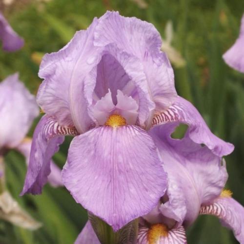Tall Bearded Iris (Iris 'Susan Bliss')
