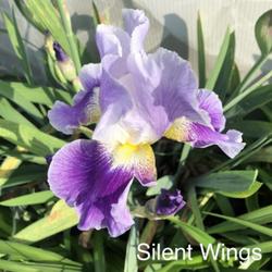Tall Bearded Iris (Iris 'Silent Wings')