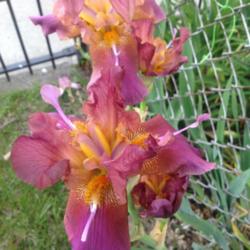 Tall Bearded Iris (Iris 'Horned Dragonfly')
