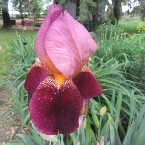 Tall Bearded Iris (Iris 'Indian Chief')