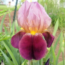 Tall Bearded Iris (Iris 'Indian Chief')