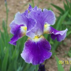 Tall Bearded Iris (Iris 'Silent Wings')