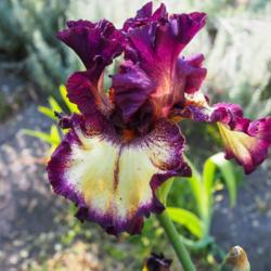 Tall Bearded Iris (Iris 'Blood Moon')