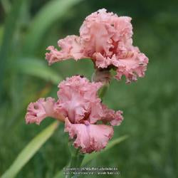 Tall Bearded Iris (Iris 'Star Turn')