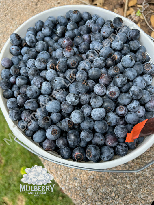 Blueberries, Fresh, Gallon (Pre-Order for Local Pickup ONLY)