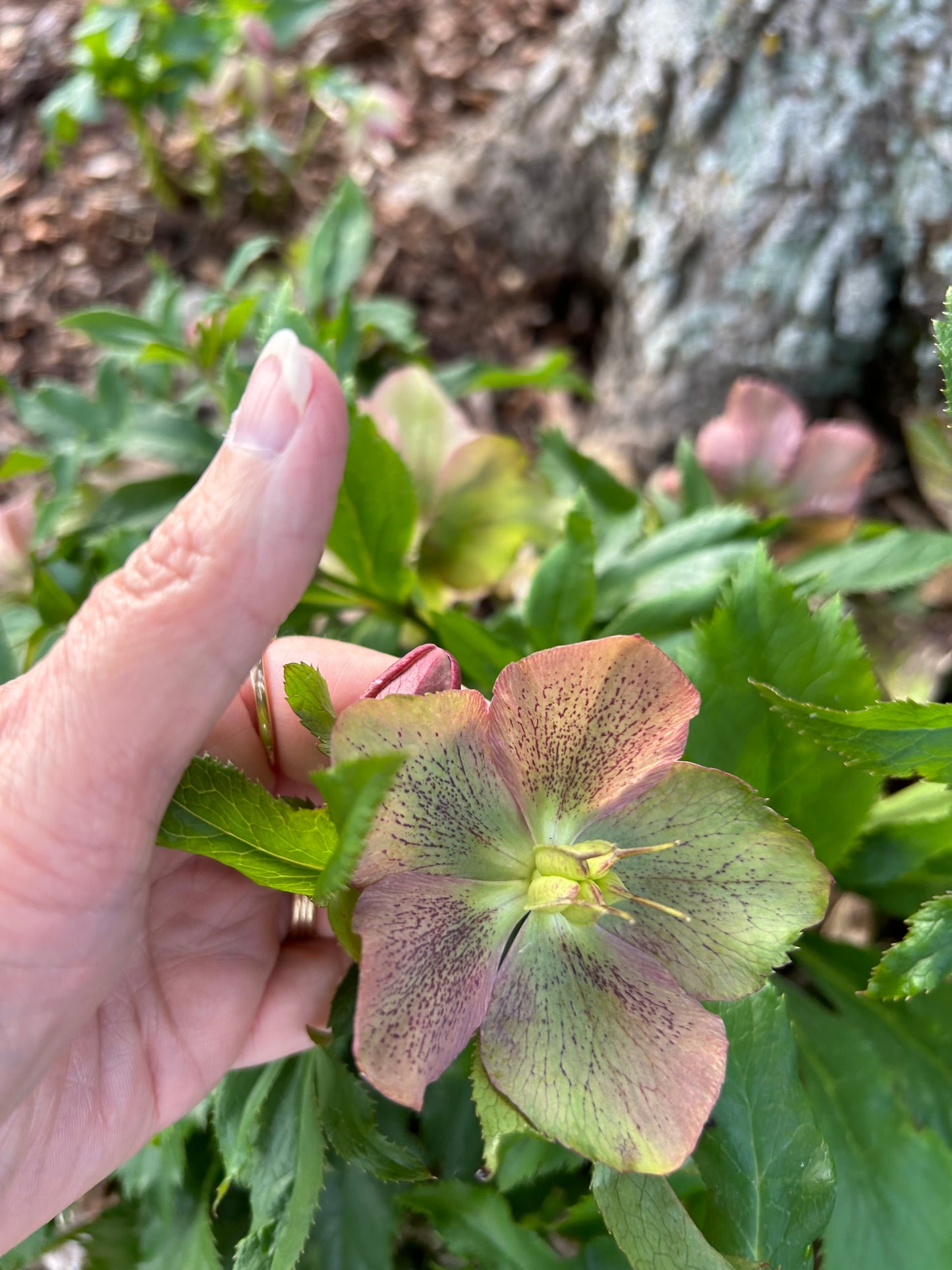 Lenten Roses