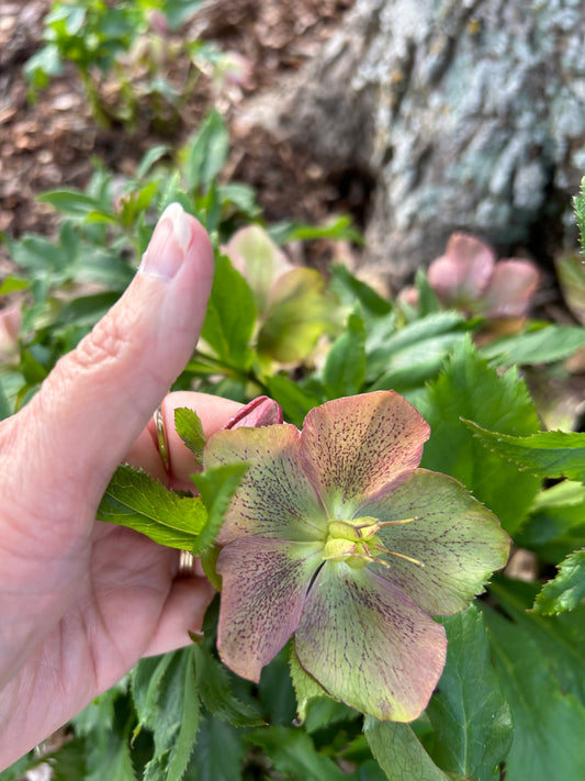 Lenten Roses