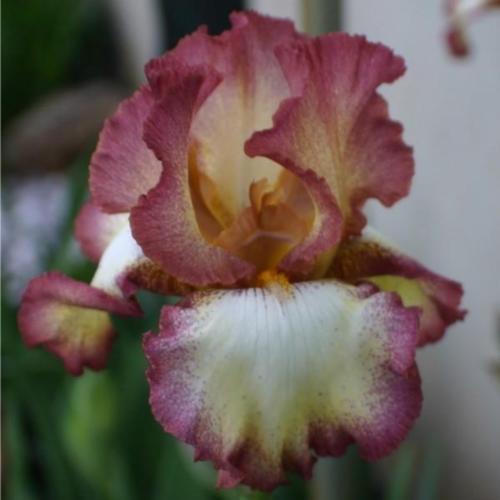 Tall Bearded Iris (Iris 'Cinnamon Girl')