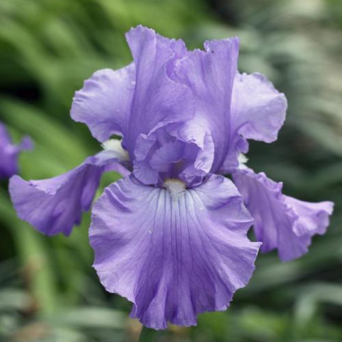 Tall Bearded Iris (Iris 'Full Tide')