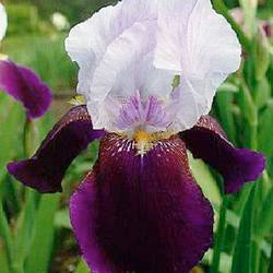 Tall Bearded Iris (Iris 'Helen Collingwood')
