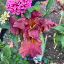 Tall Bearded Iris (Iris 'My Friend Jonathan')