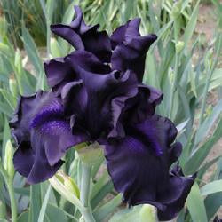 Tall Bearded Iris (Iris 'Black Friday')
