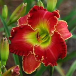 Daylily (Hemerocallis 'Barbara Mandrell')
