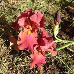 Tall Bearded Iris (Iris 'My Friend Jonathan')