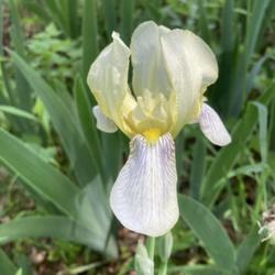 Tall Bearded Iris (Iris 'Flavescens')