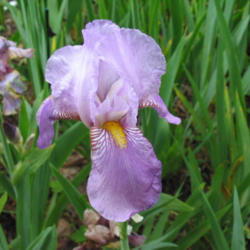 Tall Bearded Iris (Iris 'Susan Bliss')