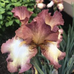 Tall Bearded Iris (Iris 'Cinnamon Girl')