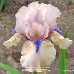 Intermediate Bearded Iris (Iris 'Concertina')