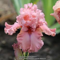 Tall Bearded Iris (Iris 'Star Turn')