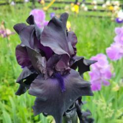 Tall Bearded Iris (Iris 'Black Friday')