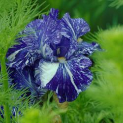 Border Bearded Iris (Iris 'Batik')