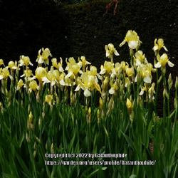 Tall Bearded Iris (Iris 'Flavescens')