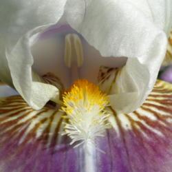 Intermediate Bearded Iris (Iris 'Dumbledore')
