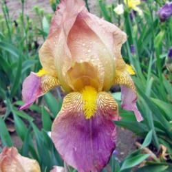 Tall Bearded Iris (Iris 'Rameses')
