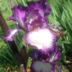 Tall Bearded Iris (Iris 'Mariposa Autumn')