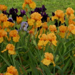 Tall Bearded Iris (Iris 'Savannah Sunset')