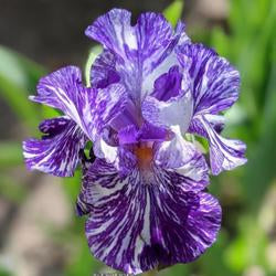 Border Bearded Iris (Iris 'Batik')