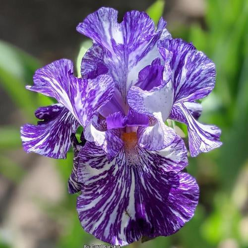 Border Bearded Iris (Iris 'Batik')