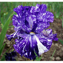 Border Bearded Iris (Iris 'Batik')
