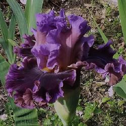 Tall Bearded Iris (Iris 'Chamber of Secrets')