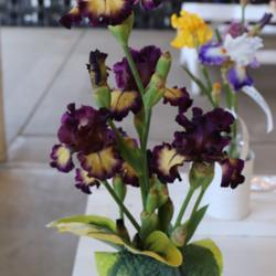 Tall Bearded Iris (Iris 'Blood Moon')