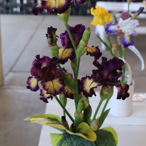 Tall Bearded Iris (Iris 'Blood Moon')