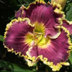 Daylily (Hemerocallis 'Sonya Starchak')