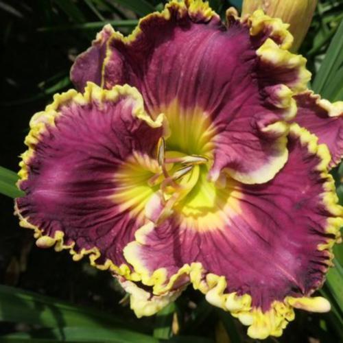 Daylily (Hemerocallis 'Sonya Starchak')