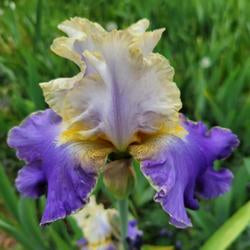 Tall Bearded Iris (Iris 'Gilt-Edged Bond')