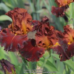 Tall Bearded Iris (Iris 'Valentino')